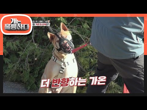 ♨강훈련사VS가온♨ 궁지에 몰린 가온이가 선택해야하는 것!  [개는 훌륭하다/Dogs Are Incredible] | KBS 220425 방송