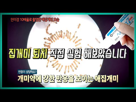 [실험영상] 과연 개미는 개미약에 반응을 보일까? 개미 퇴치과정 공개합니다