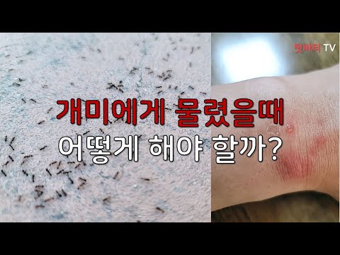 개미에 물렸을 때 증상과 대처방법