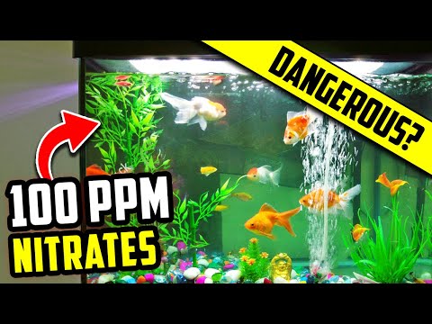 Are Nitrates in Your Aquarium Good or Bad? How to Find The Ideal Level