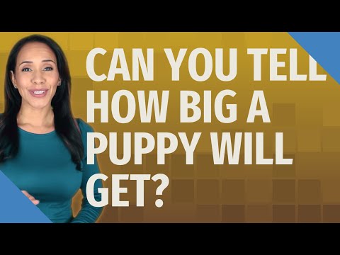 Can you tell how big a puppy will get?