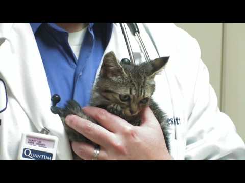 Kitten Care : How Soon Can I Hold a Newborn Kitten?