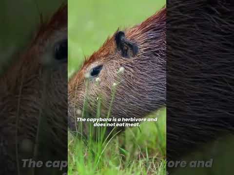 Do Capybaras Make Good Pets? 🦫 Can You Own a Pet Capybara?